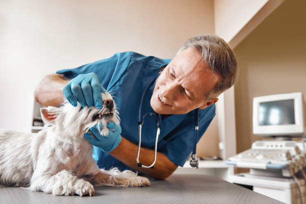 Best Emergency Root Canal Treatment in Sedgwick, KS